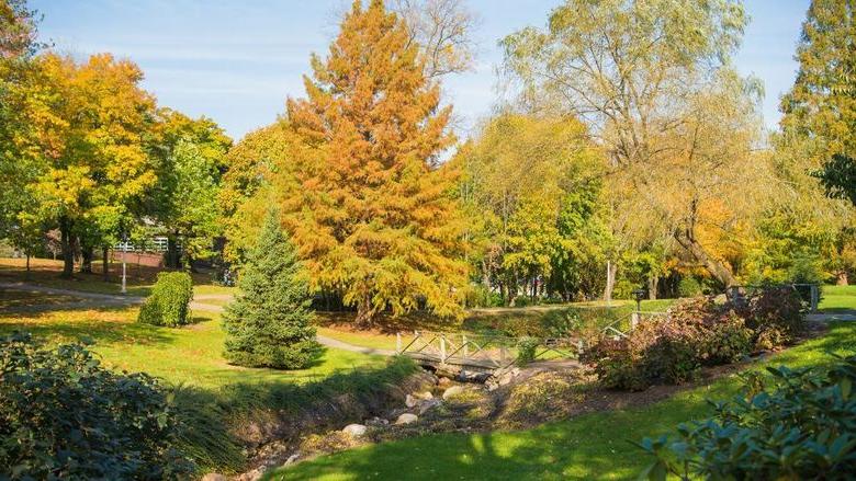 Fall leaves on trees changing color on the Behrend campus